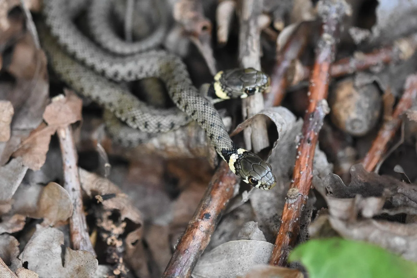 Grass snakes spotted under a refugia on Hampstead Heath