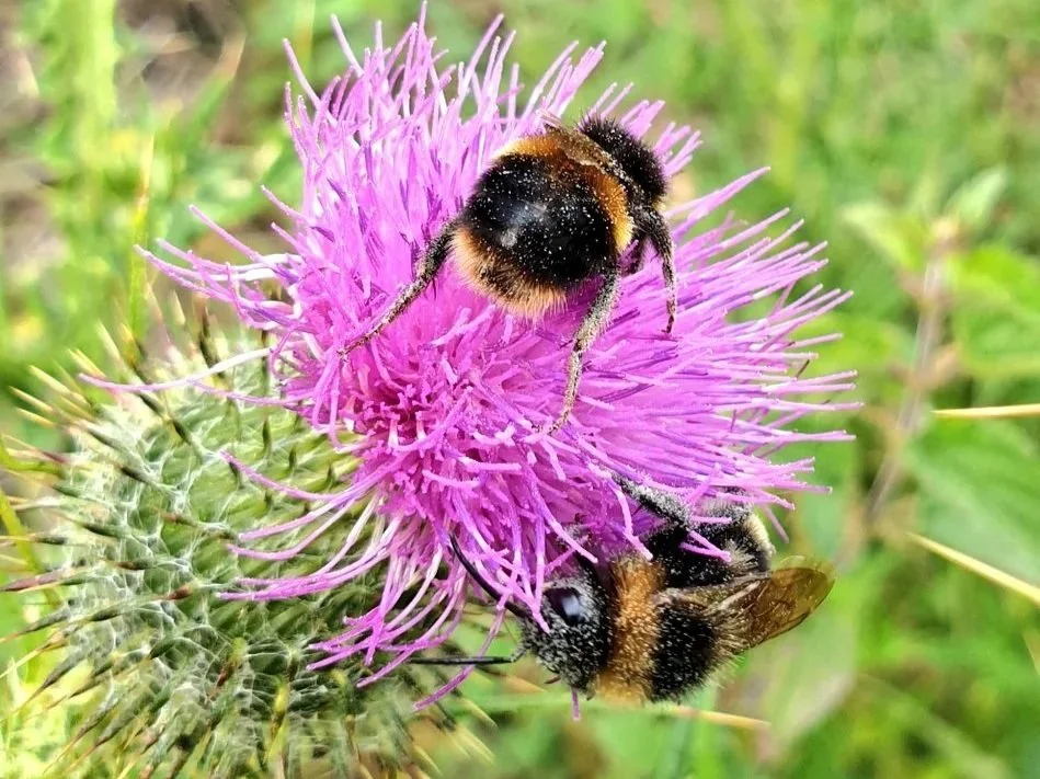 Bumblebee on thistle