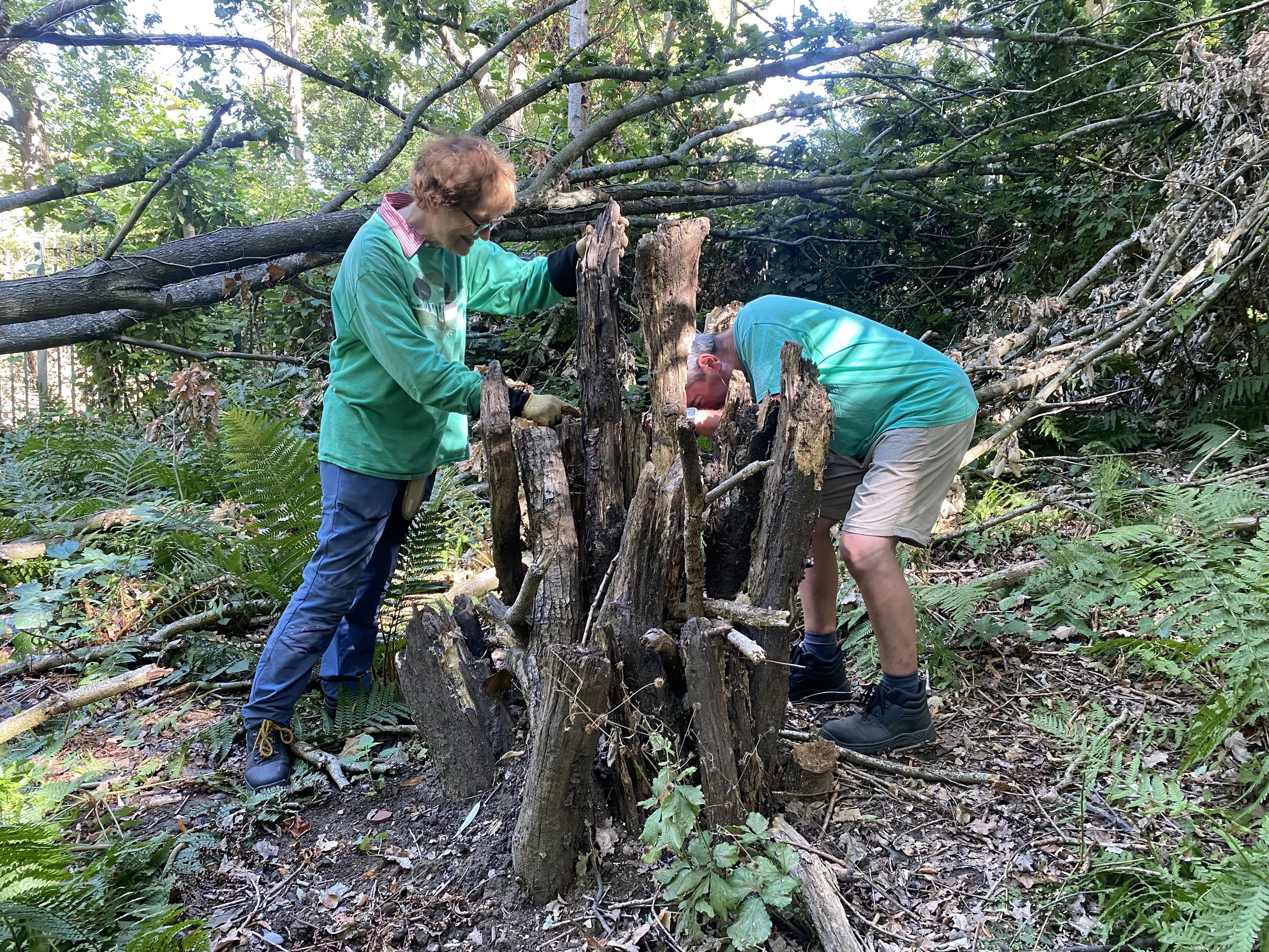 Conservation volunteers building a stag beetle loggery