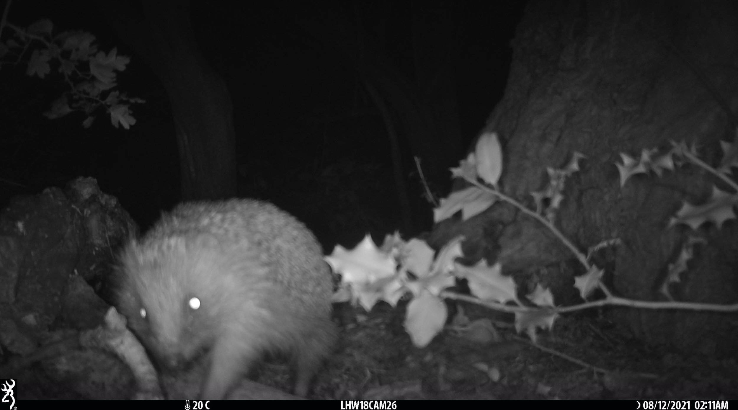 Hedgehog night cheap vision camera