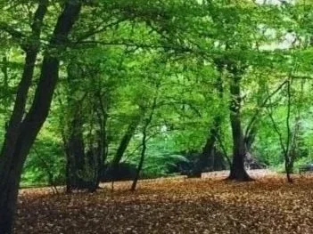 highgate wood trees