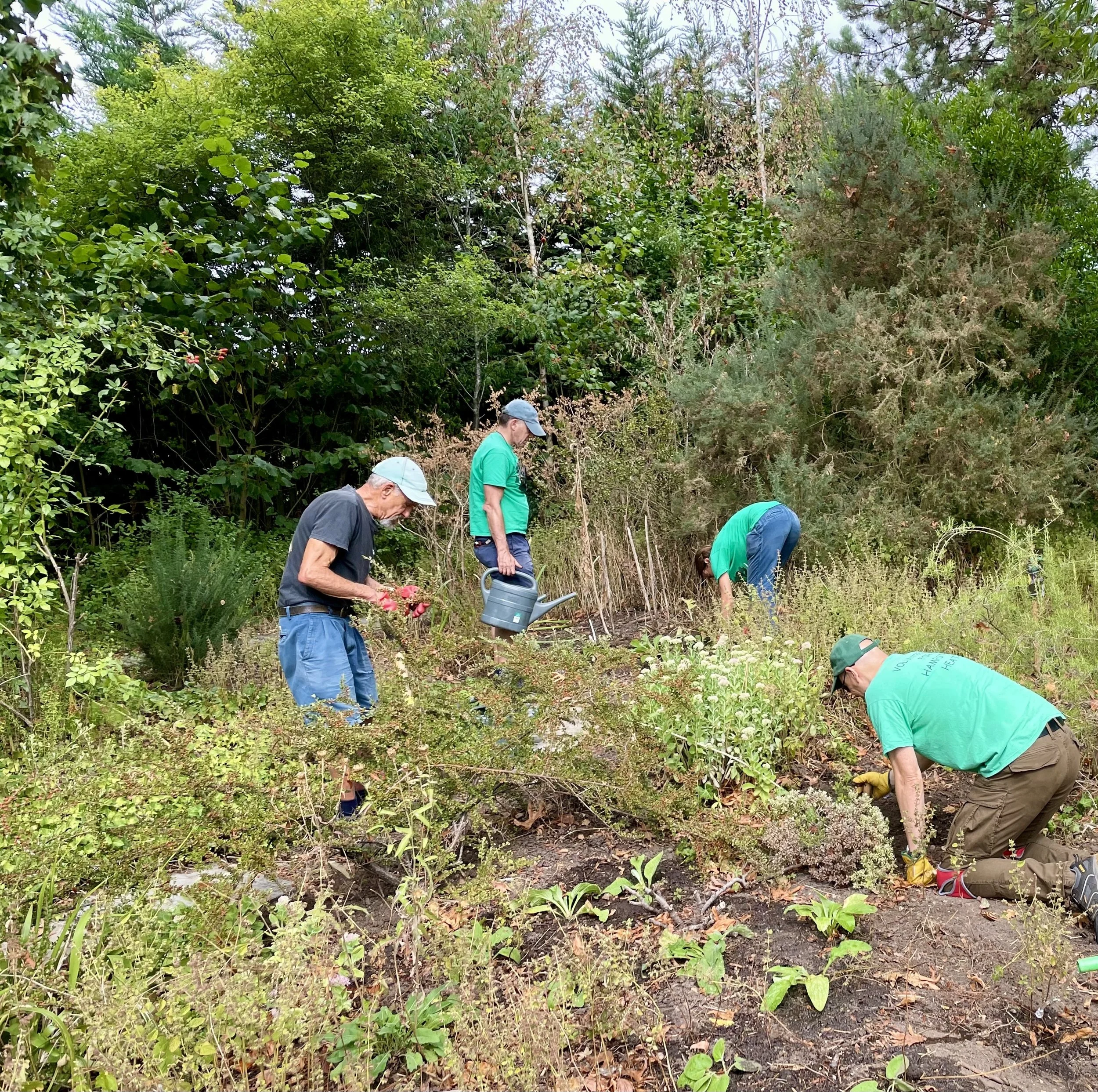 Volunteers planting new plants in the Old Orchard Garden on Hampstead Heath