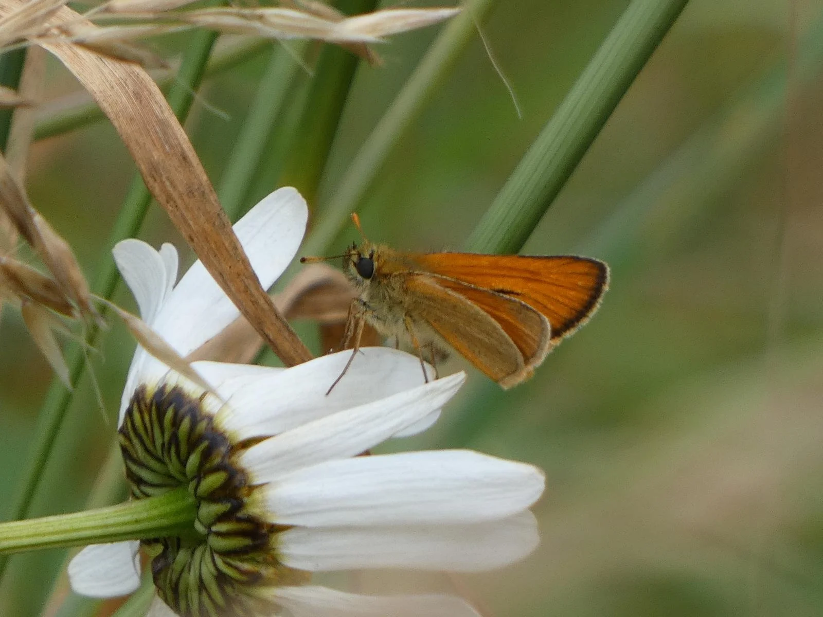 butterfly on flower