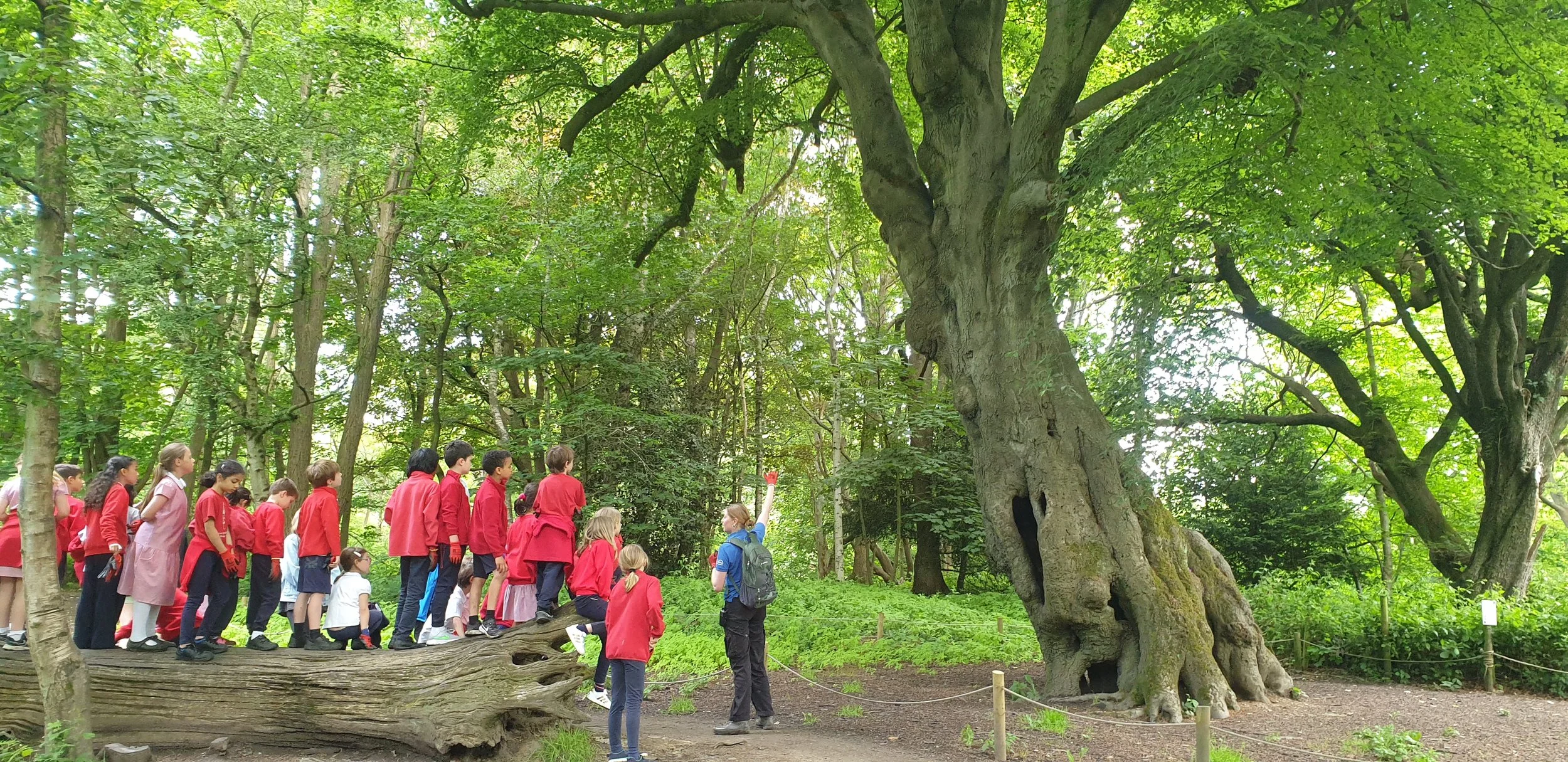 Christchurch school tree walk.jpg