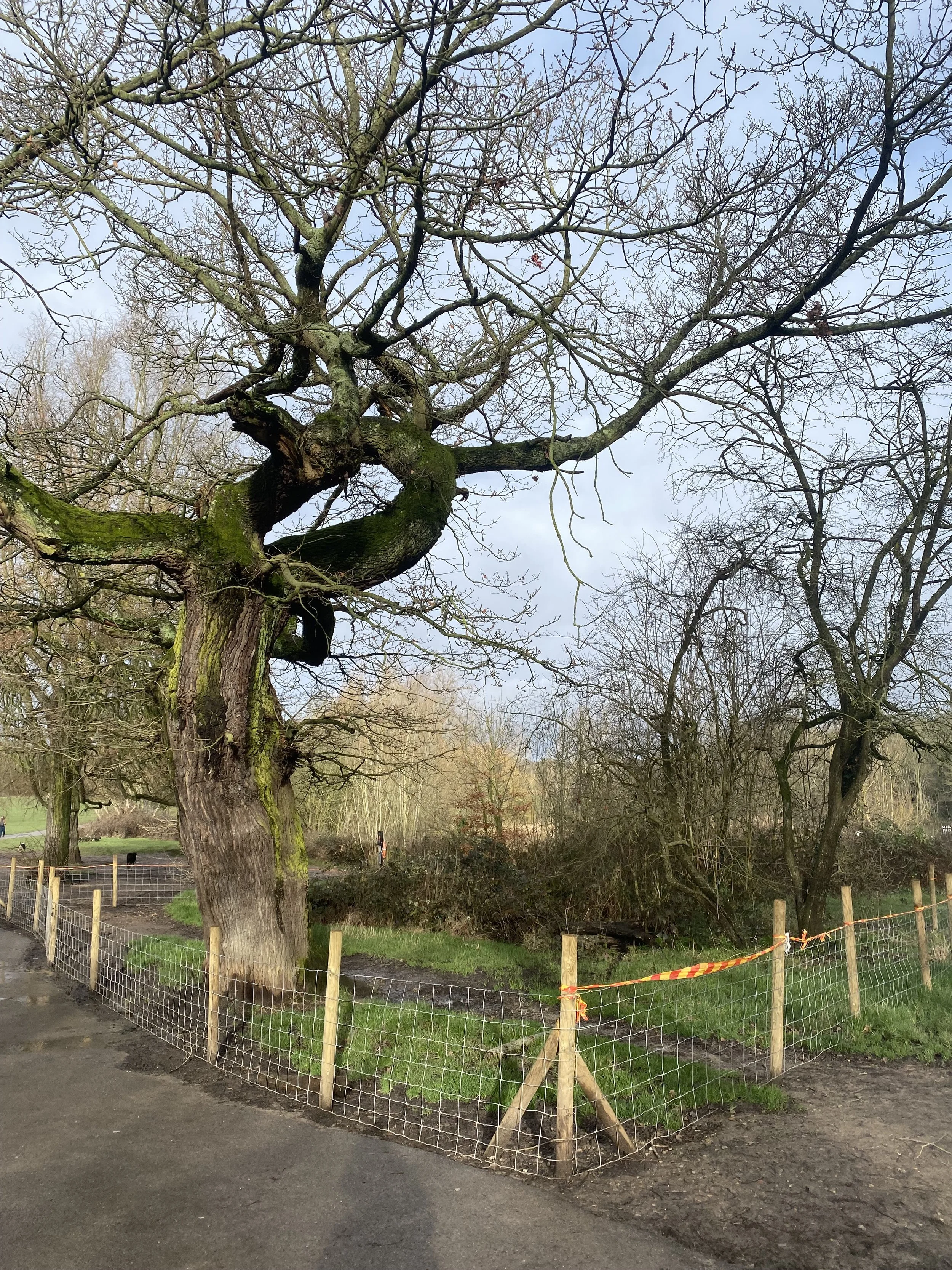 Hampstead Heath tree conservation