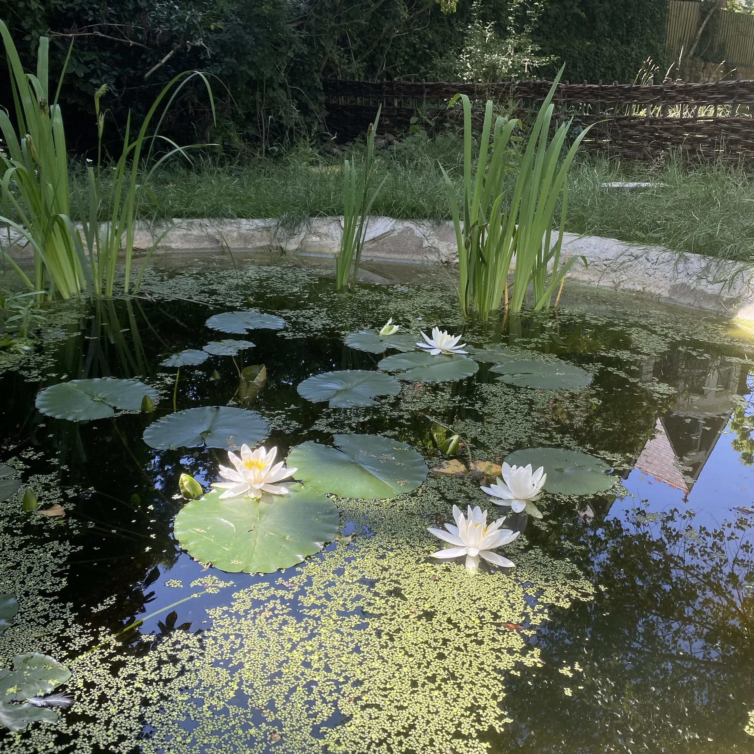Pond with water lillies