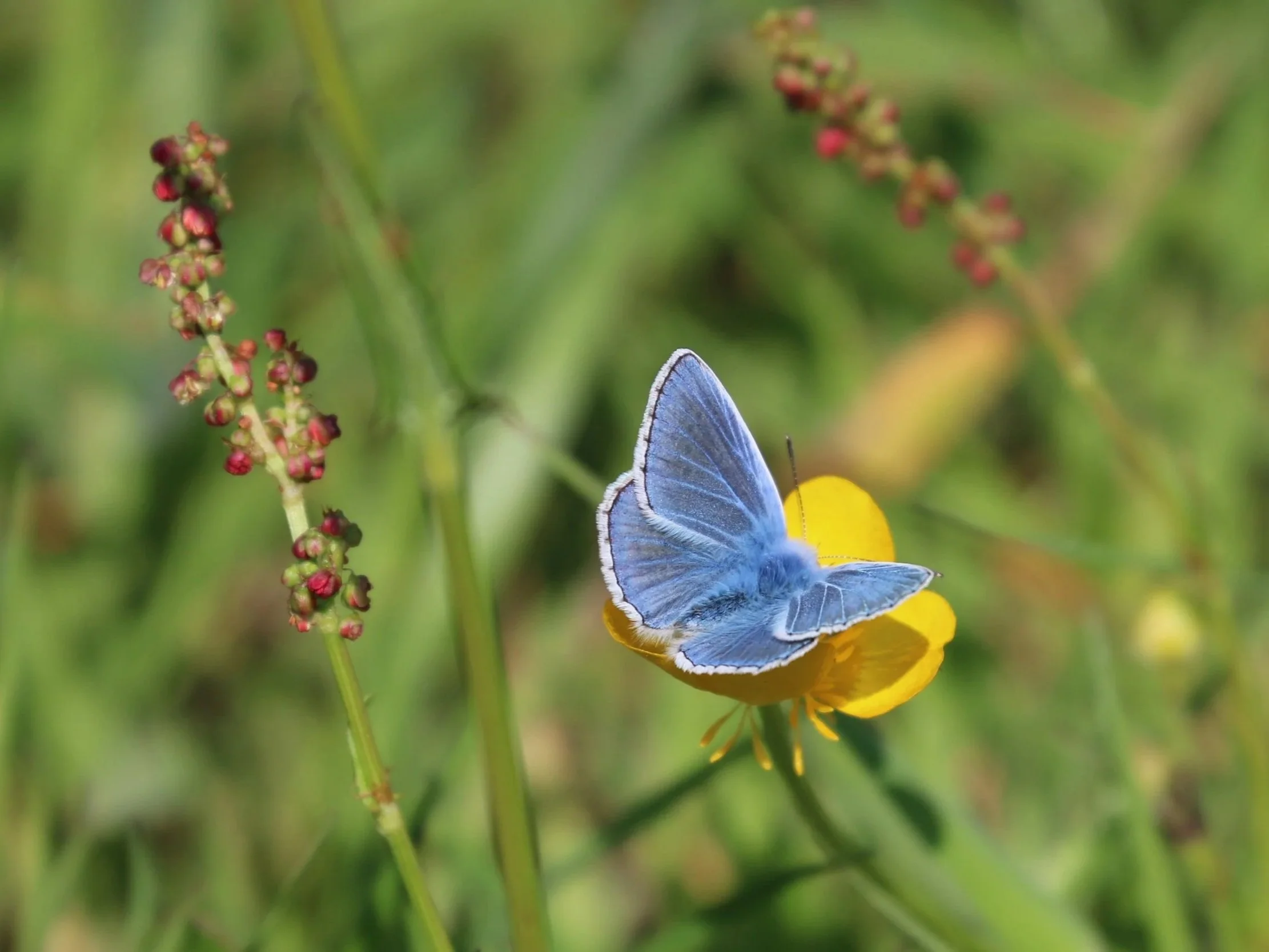 Common blue butterfly on Hampstead Heath