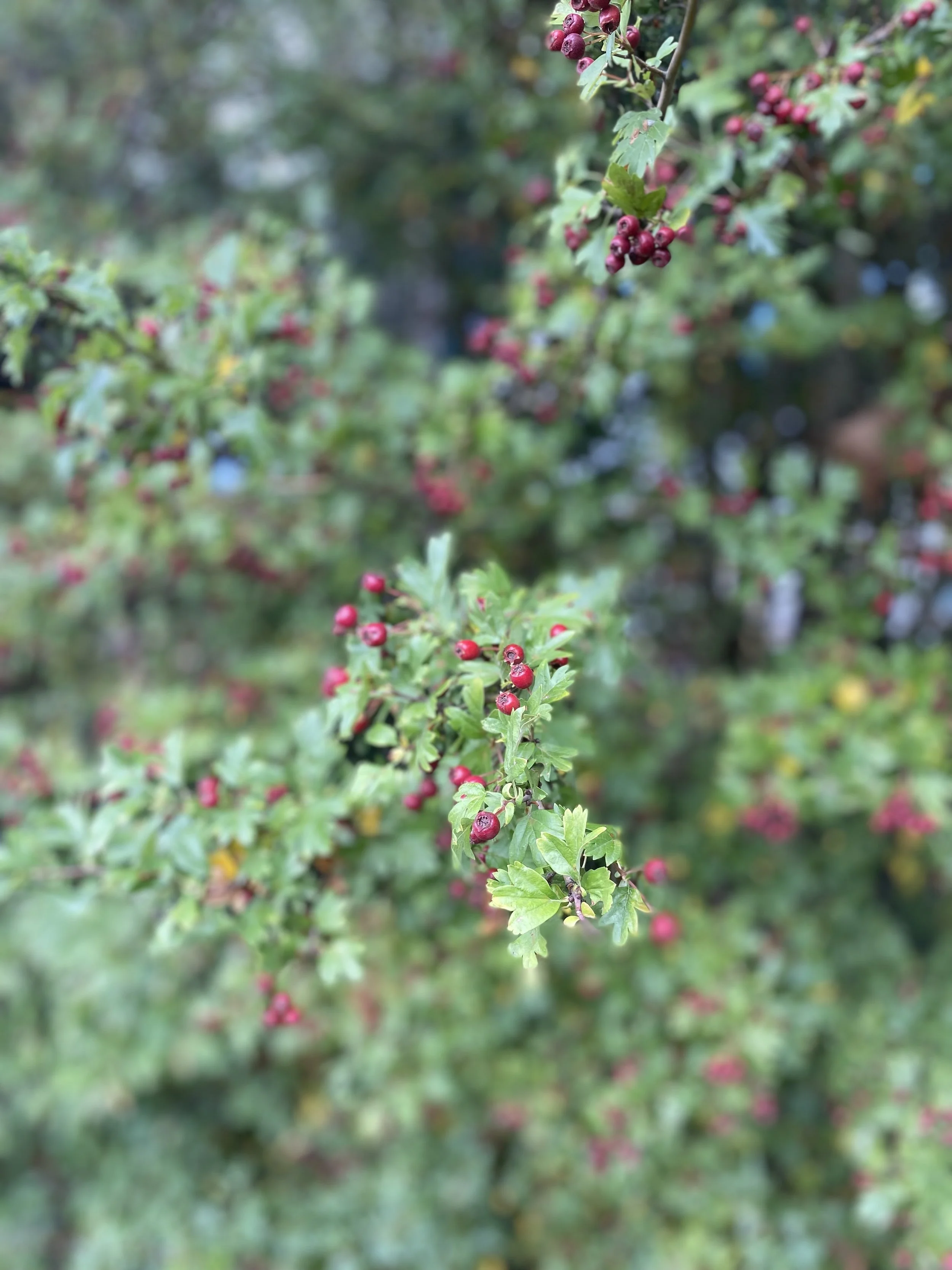 Celebrating our Trees this Week 