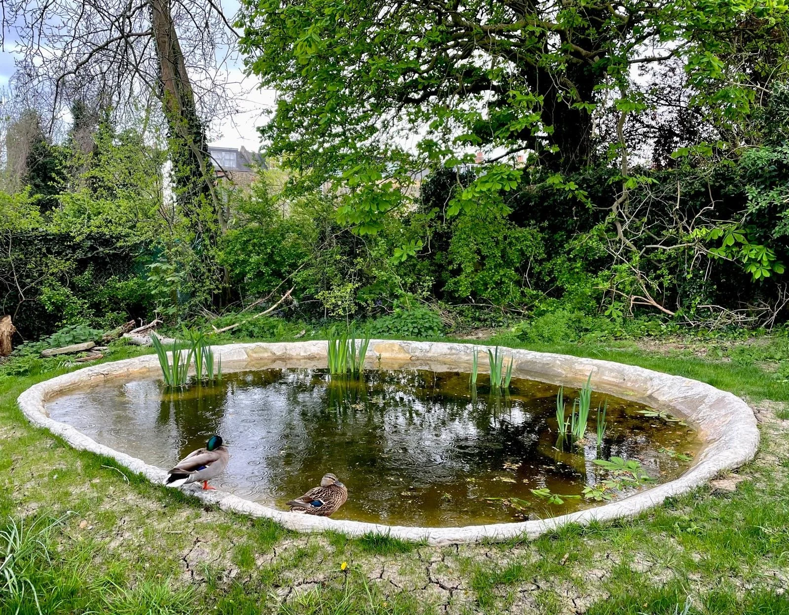 Early stages of pond vegetation