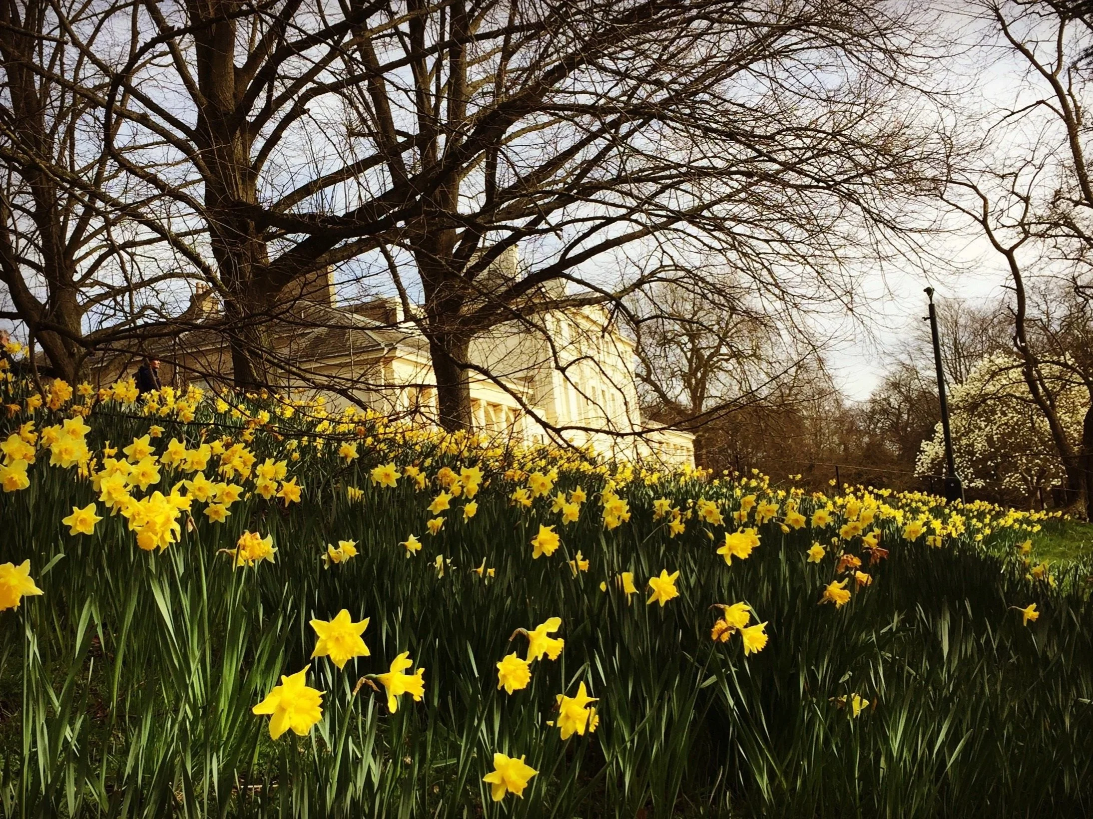 Kenwood and daffodils