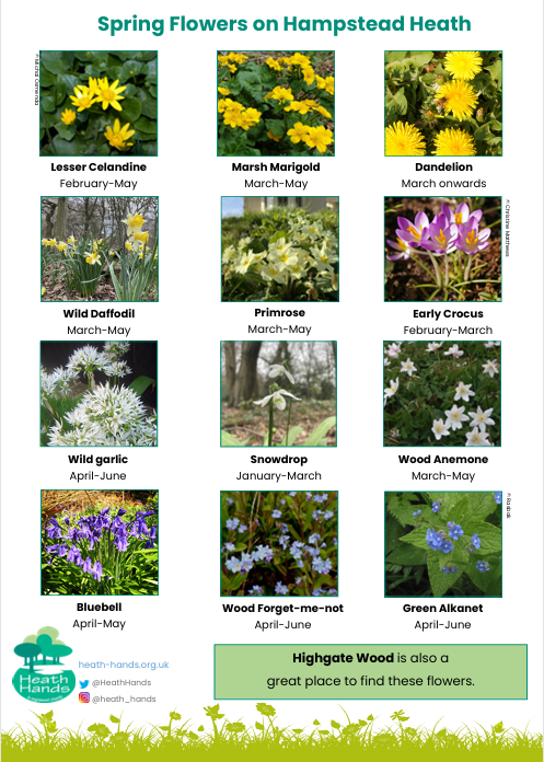 Spring flower spotter sheet
