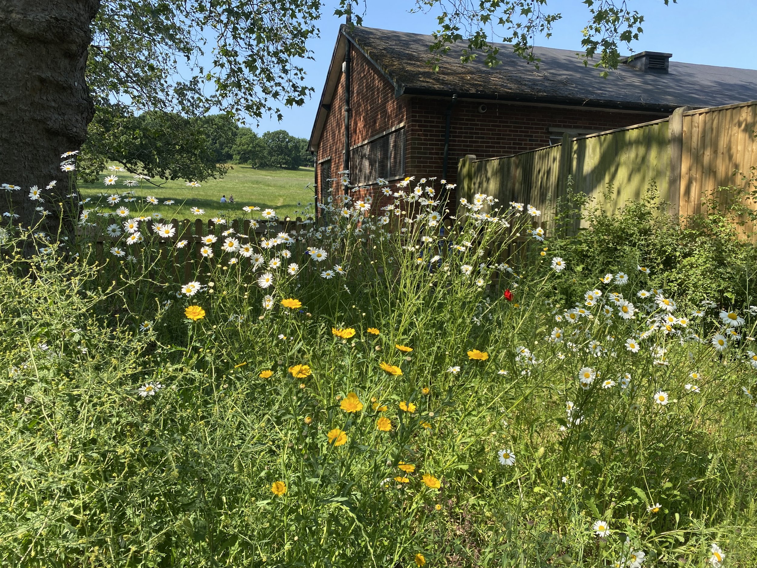 hive meadow june 2023.jpg