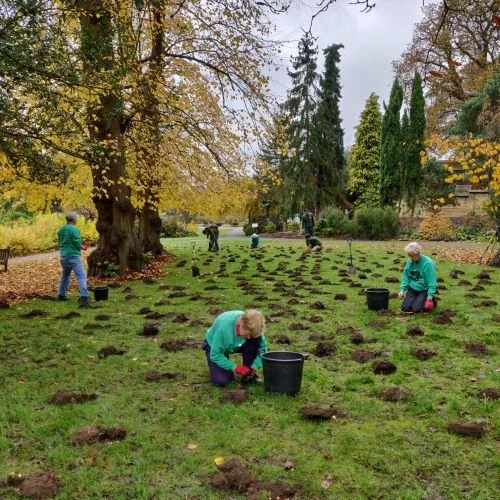 Hedge planting drop-in 