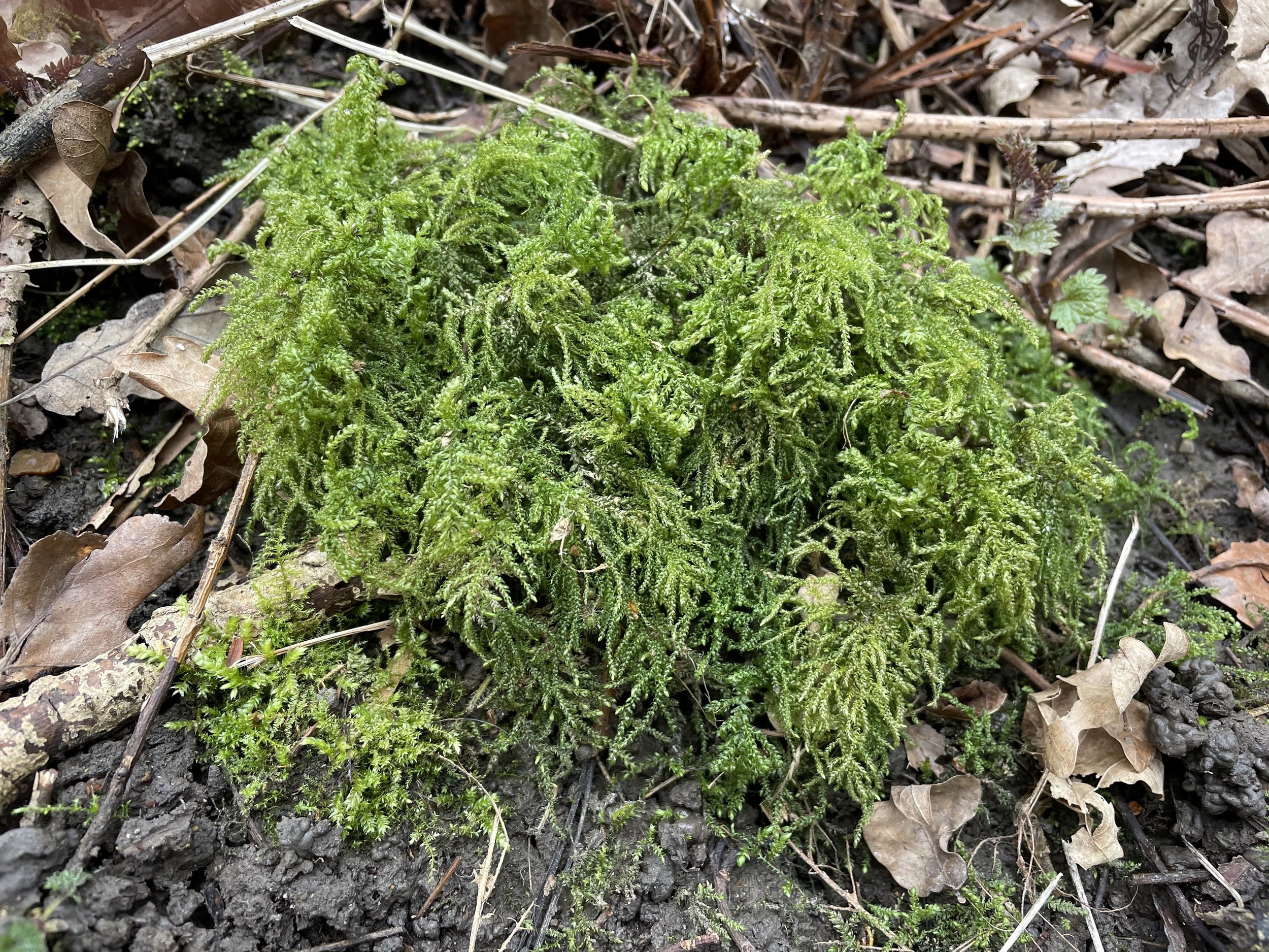 Moss.jpg