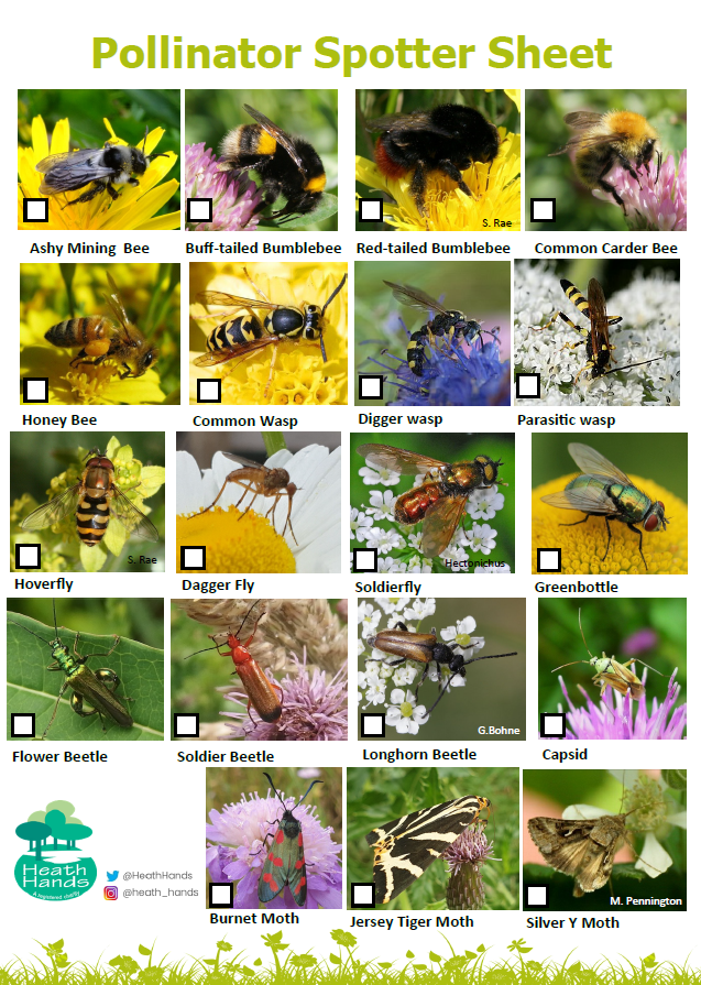 Pollinator spotter image.png