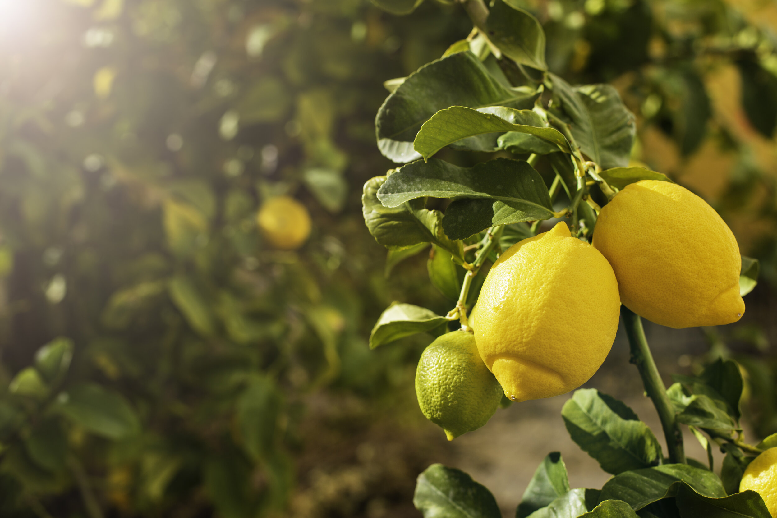 Почему лимон желтый. Лимон (Коста-Рика). Лимонные плантации Сицилии. Лимонные плантации в Италии. Лимон дерево.