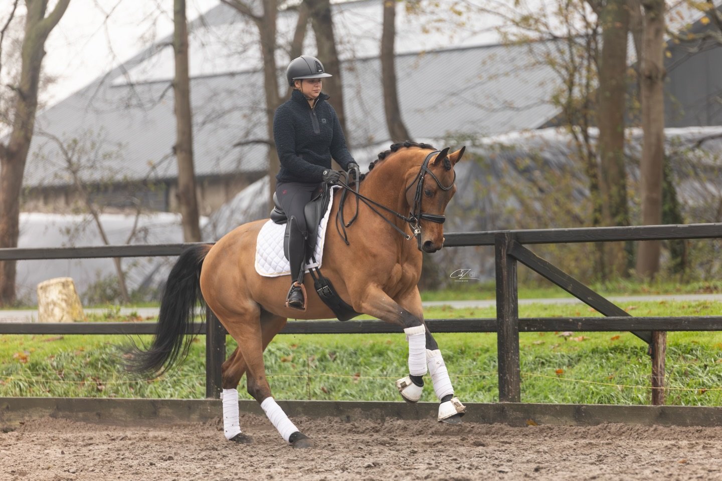 🤎 Merel-Netta 🤎
Expression x Uphill
Mare, 1.70
Good X-Rays 

DM for more info 📩

📸: @cvdzfotografie 
🌱: @heltiehorse &amp; @florianhorsefood &amp; @fourage.nl 

#equestrian #horse #horses #horsesofinstagram #equestrianlife #equine #horseriding #