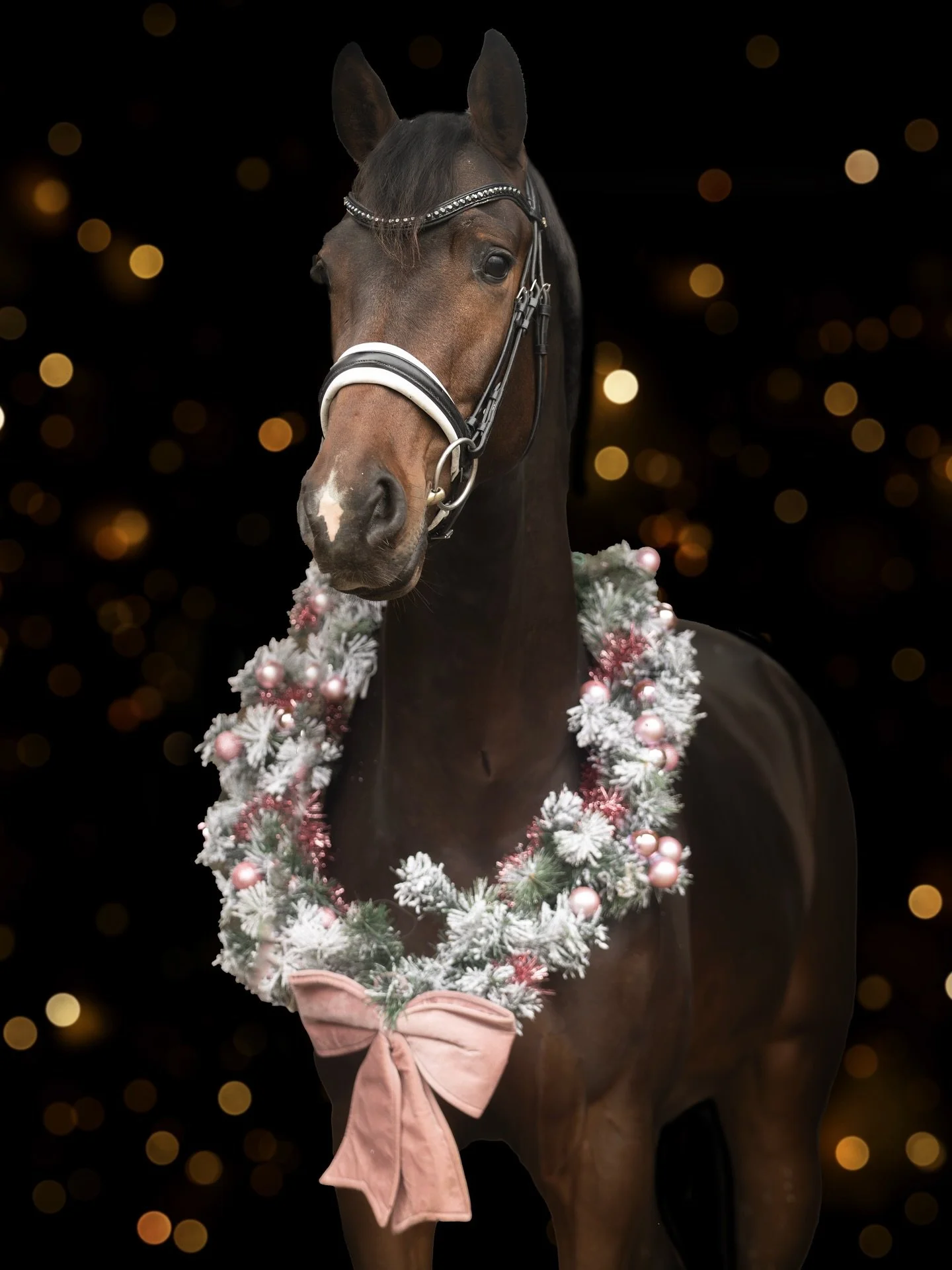 Wij wensen iedereen fijne kerstdagen toe en op naar een sportief mooi nieuw jaar! 🎄🎇