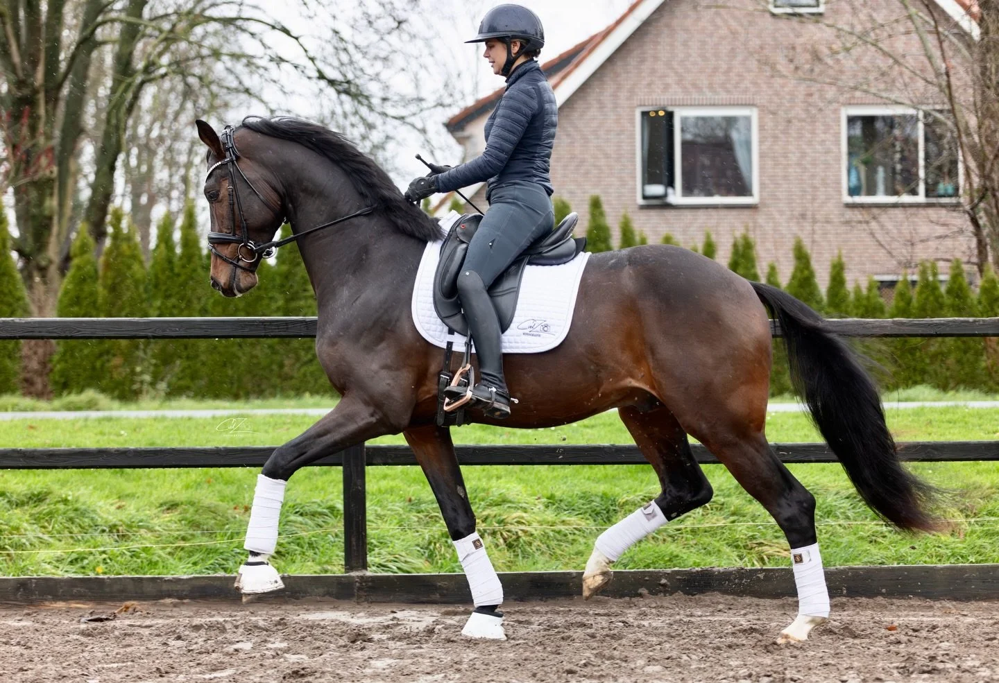 - Reserve kampioen op de AES keuring 2024. 
- 3e op de Gelderland Cup met een 9 voor stap, 8.5 voor draf en 8.2 voor galop. 
- 3e op de Brummen Cup met 8.4 voor stap, 9 voor draf en 7.7 voor galop! 

In 2026 beschikbaar voor de fokkerij! 

👑🤎 San F