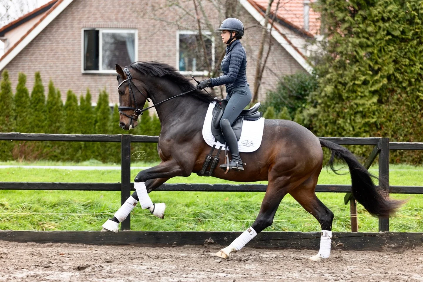 - Reserve kampioen op de AES keuring 2024. 
- 3e op de Gelderland Cup met een 9 voor stap, 8.5 voor draf en 8.2 voor galop. 
- 3e op de Brummen Cup met 8.4 voor stap, 9 voor draf en 7.7 voor galop! 

In 2026 beschikbaar voor de fokkerij! 

👑🤎 San F