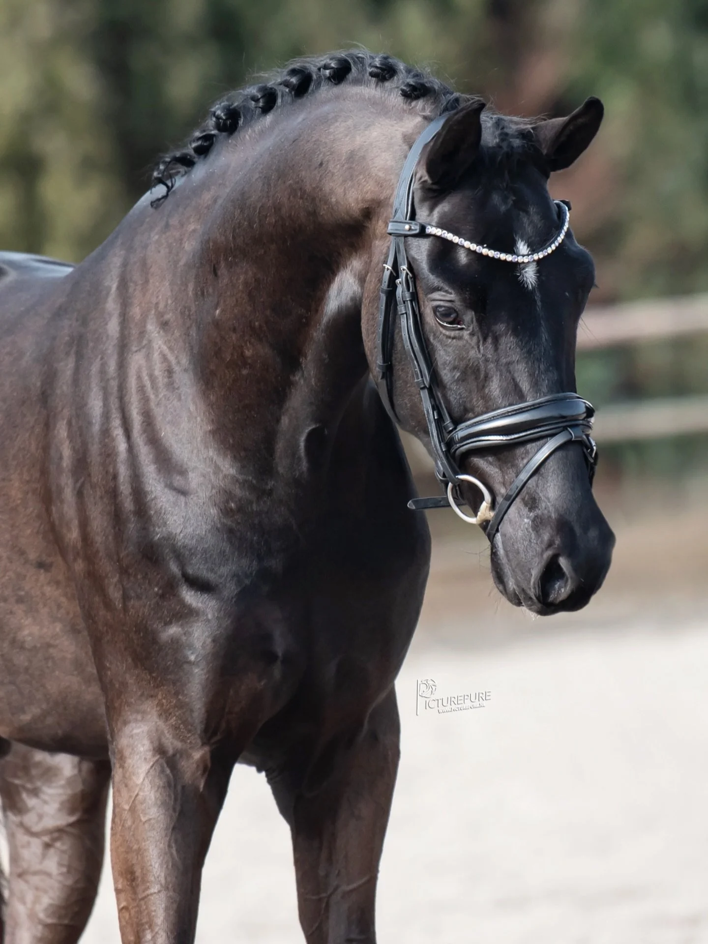 Zo zo trots! We mogen een 2e goedgekeurde (zelf gefokte) hengst aan onze stal toevoegen! Wij presenteren:

👑🖤 Tobaine FS 🖤👑
Fontaine x El Capone x Jazz 
2023, 166cm 

Lic: AES