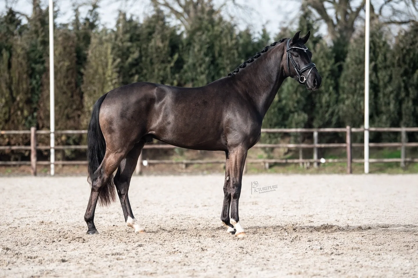 👑🖤 Tobaine FS 🖤👑
Fontaine x El Capone x Jazz 
2023, 166cm 

Lic: AES
Fokker: @fonksporthorses 

Available for breeding season 2026
