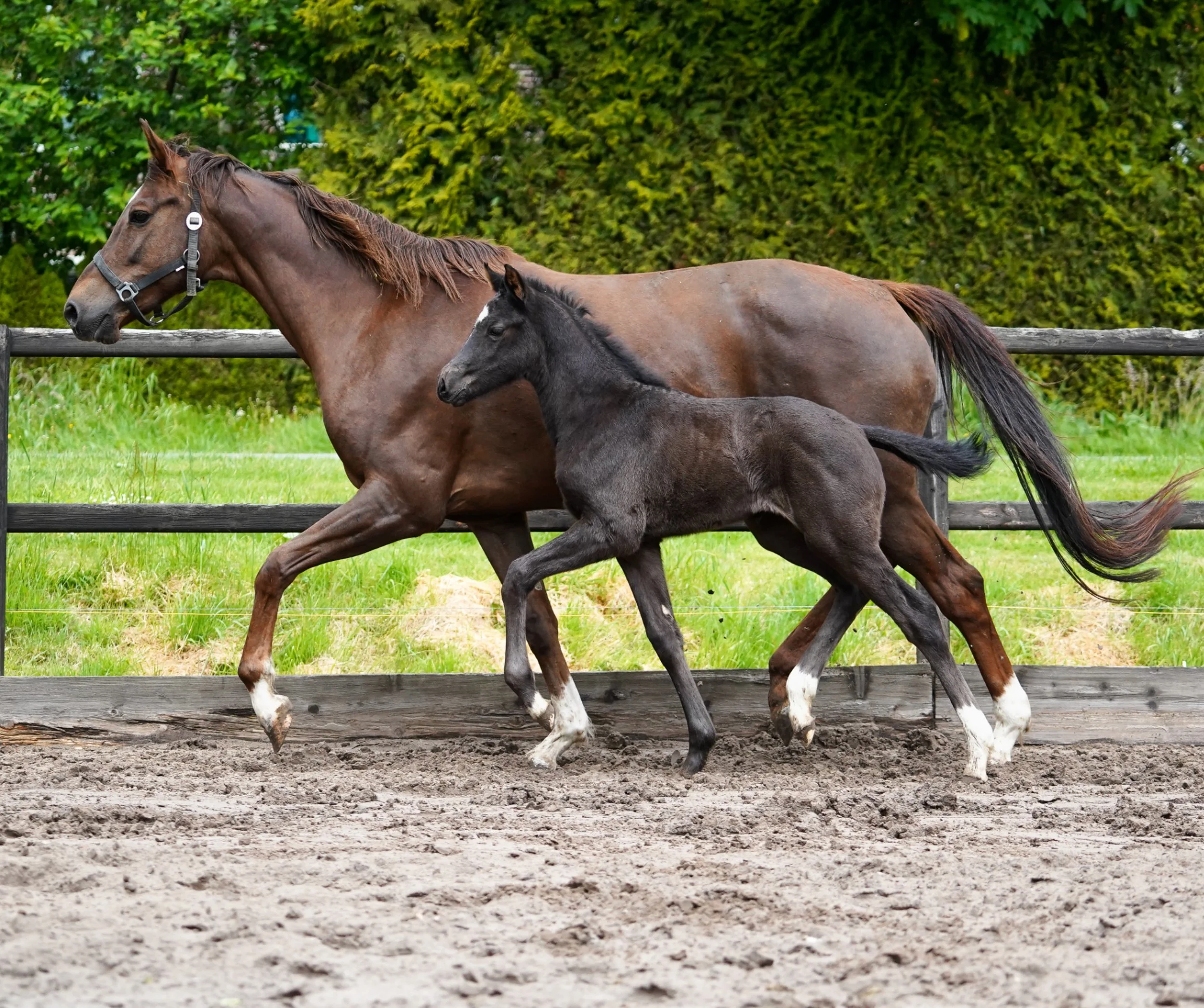 🖤👑 Wynona FS 👑🖤

One to Remember x El Capone
Mare, 2026