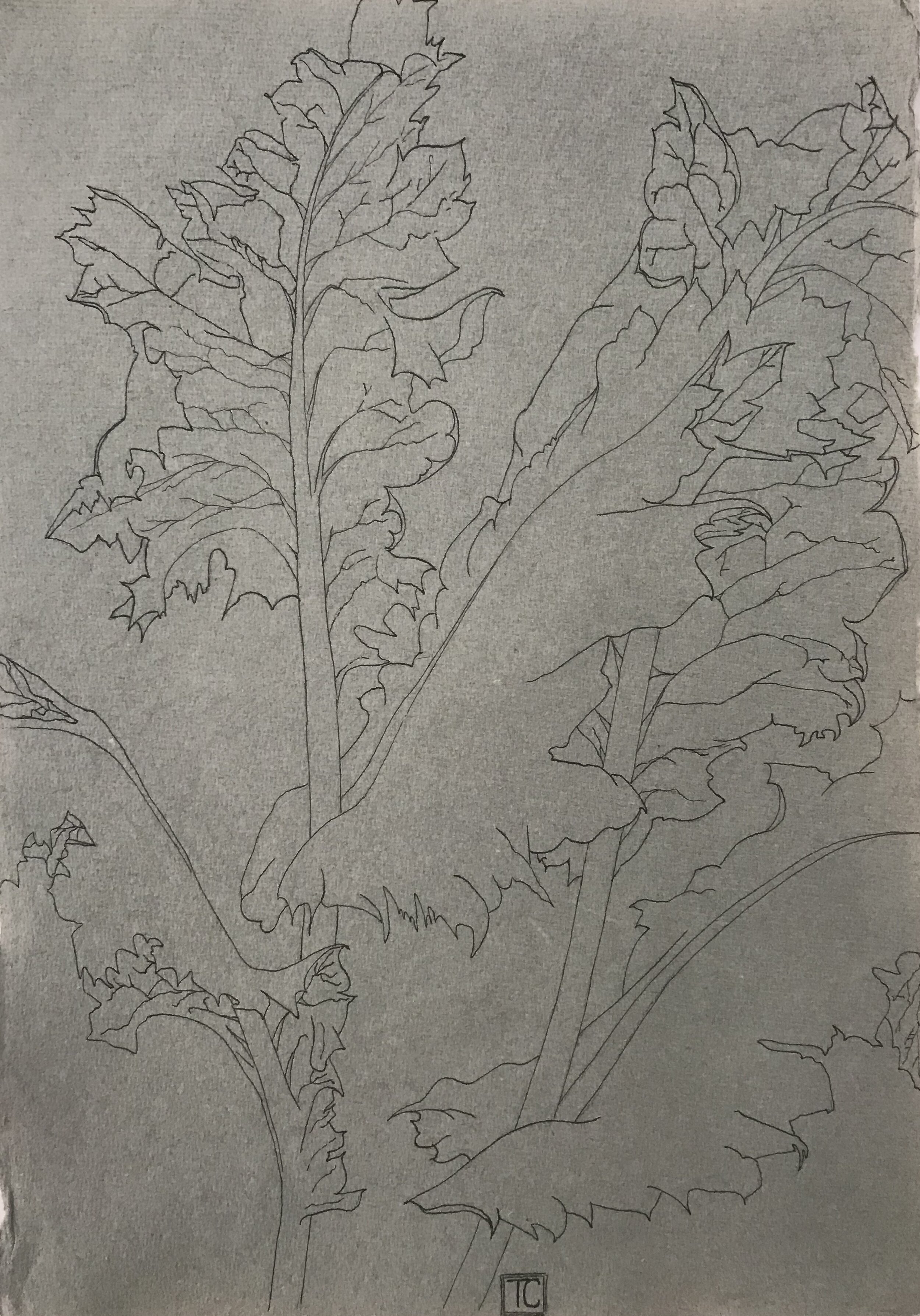 Poppy Leaves, India ink on paper, 43 x 30 cm