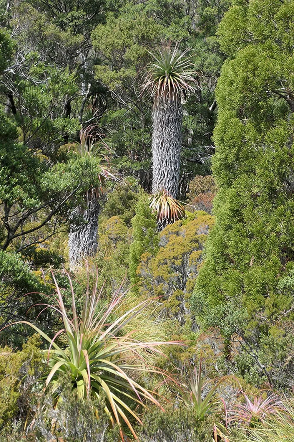 Cradle Mountain forest