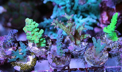 Cluster of colorful coral fragments, including green, purple, and blue corals, arranged on a surface under blue lighting.