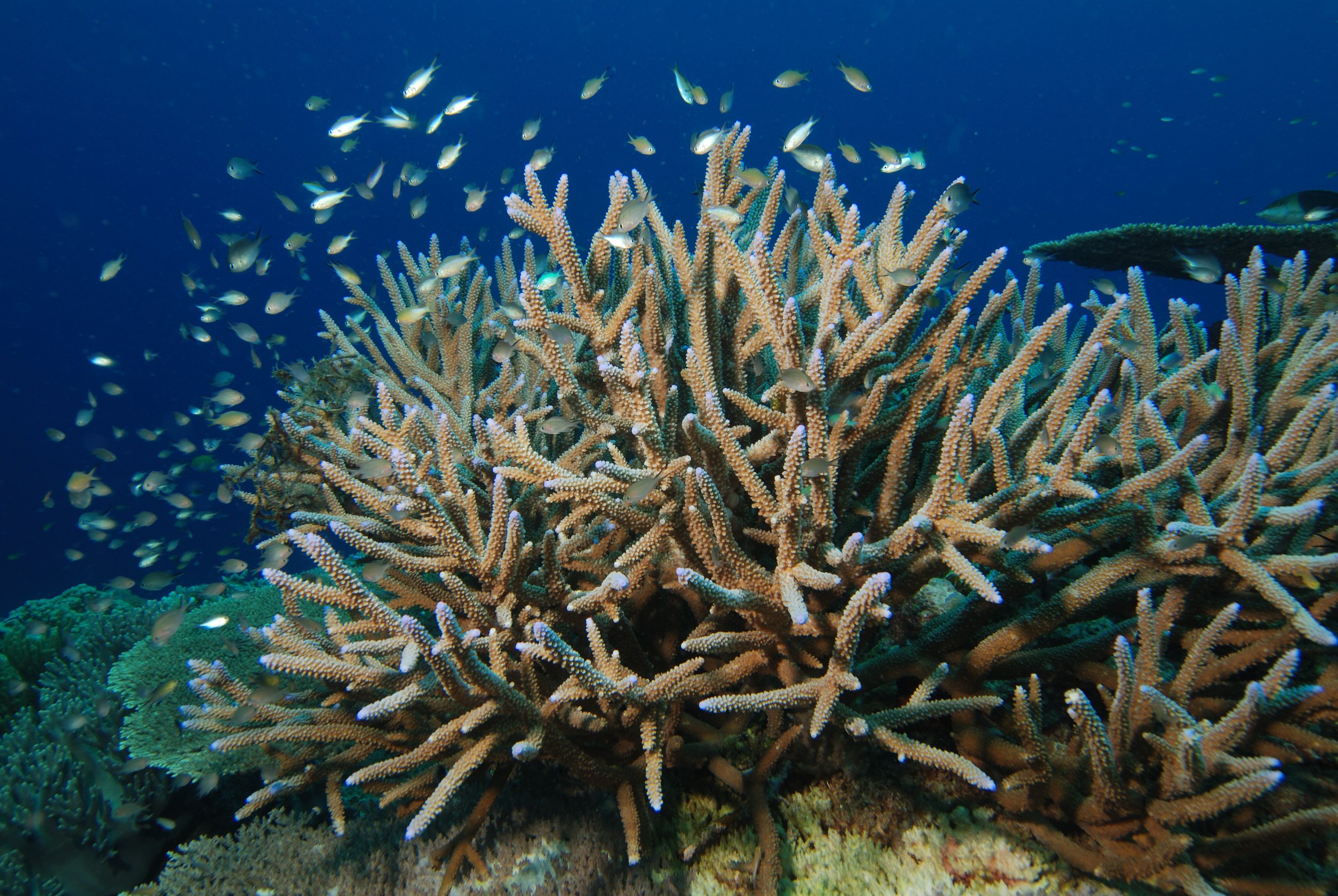 staghorncoral.jpg