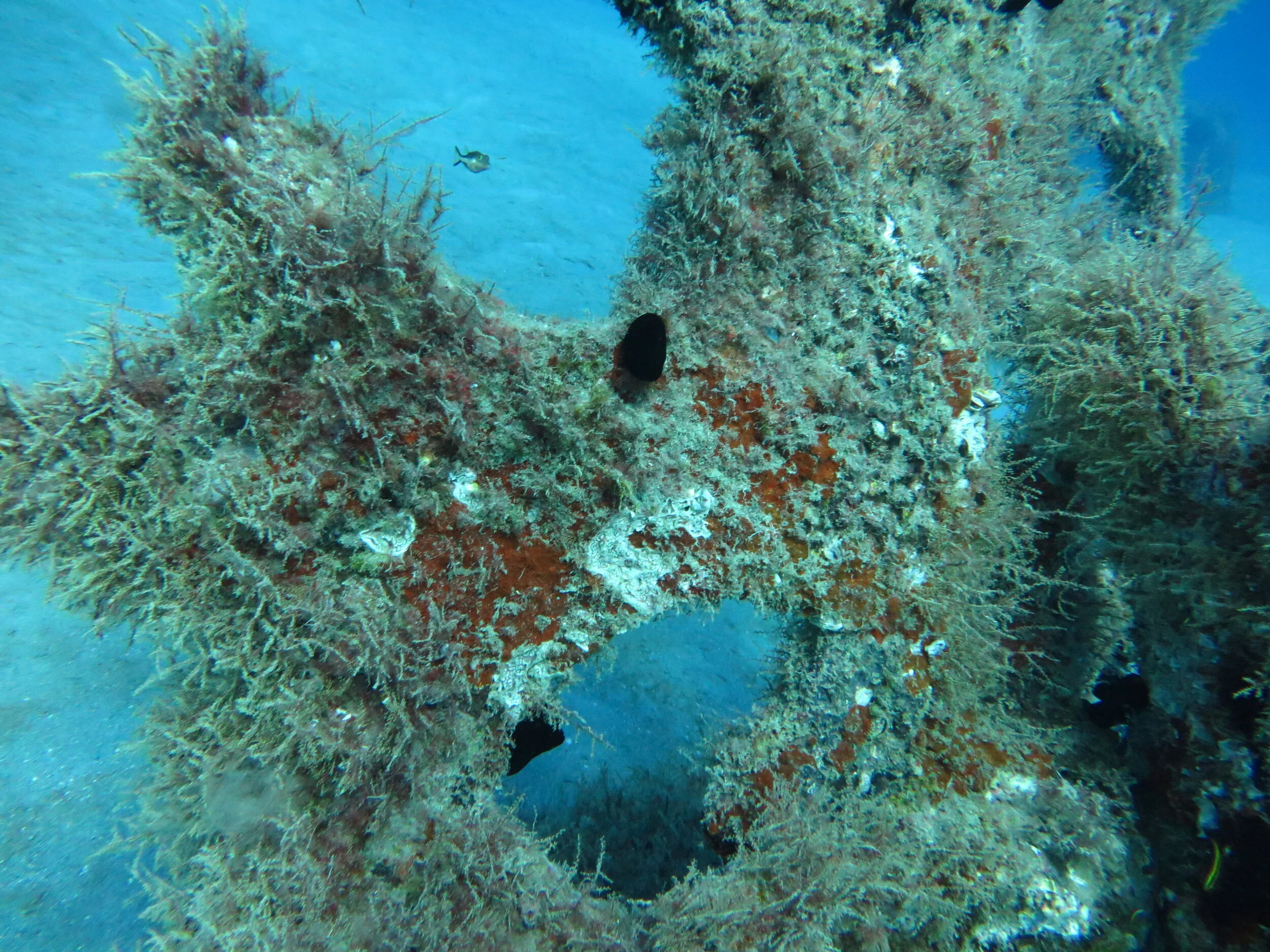 Underwater scene with a wreck covered in coral and marine life, with small fish swimming around.