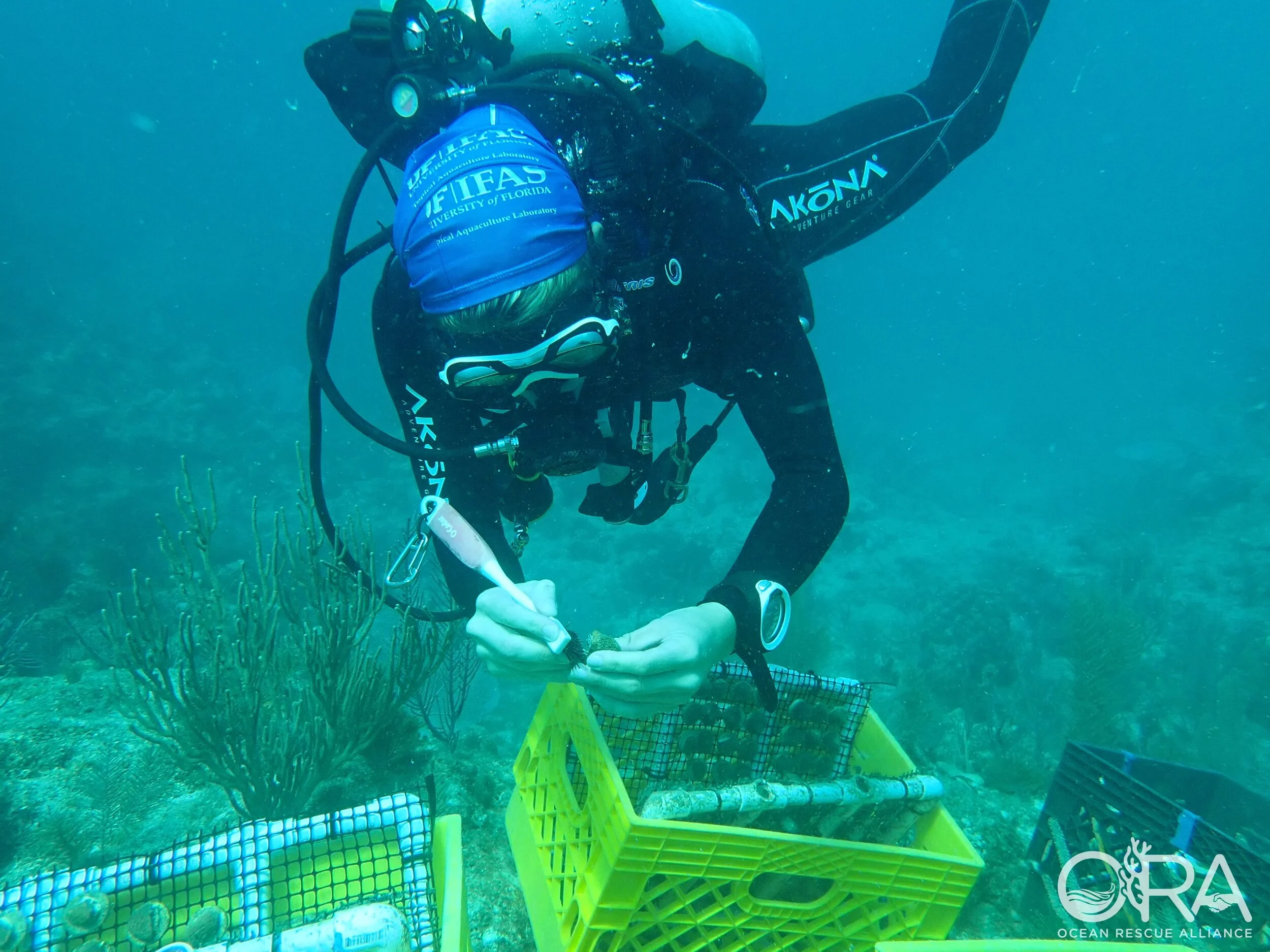 Scuba diver working underwater near coral with yellow and black crates.