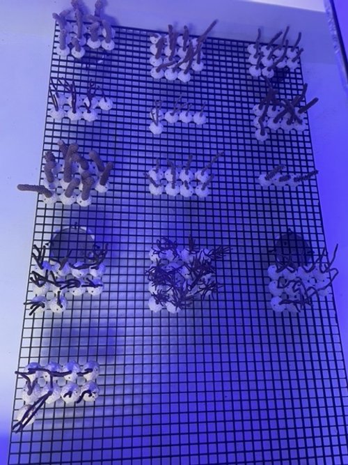Collection of small animal skeletons on a metal grid rack, illuminated with blue light.