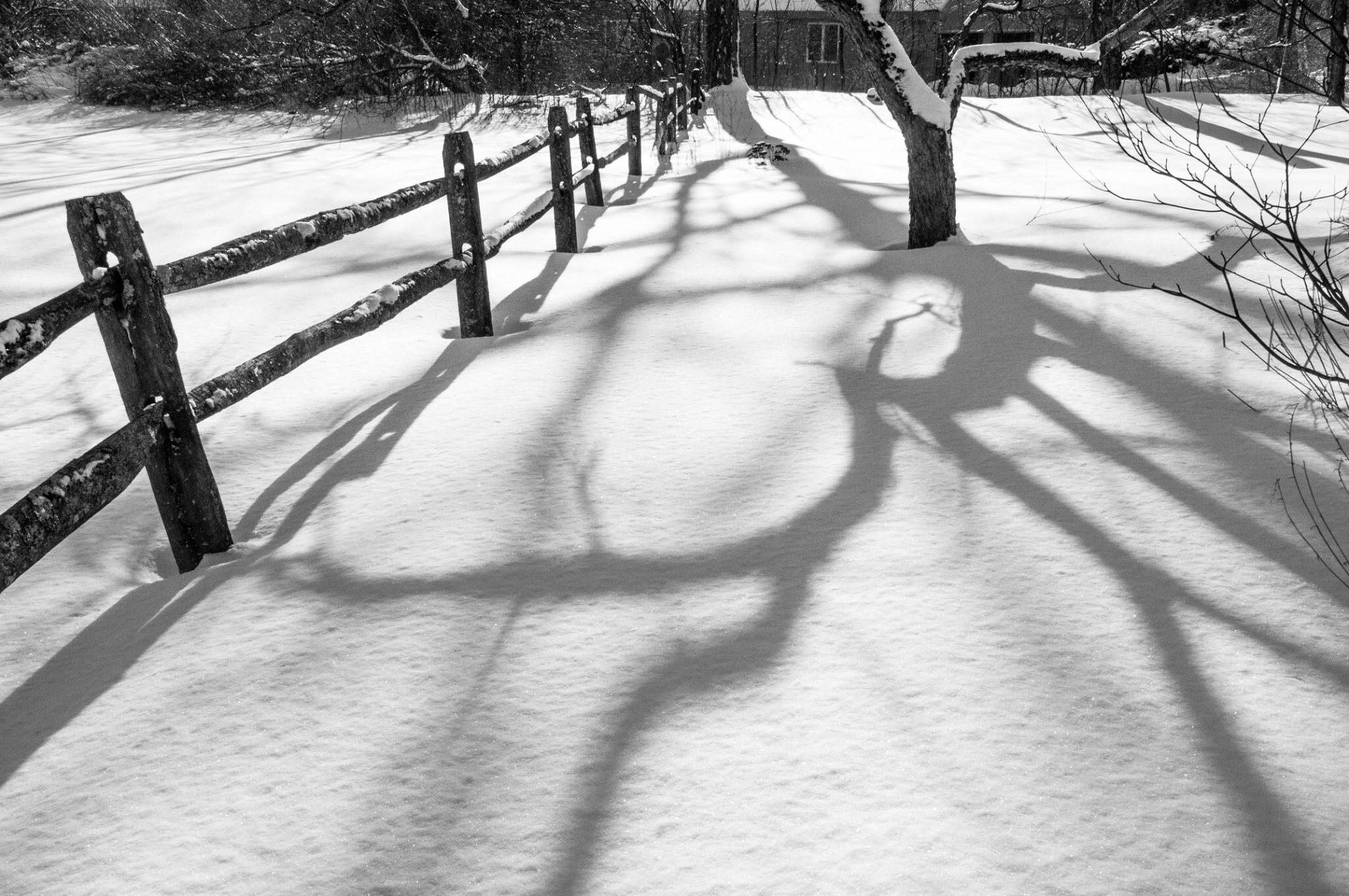 darling_snow_trees.jpg