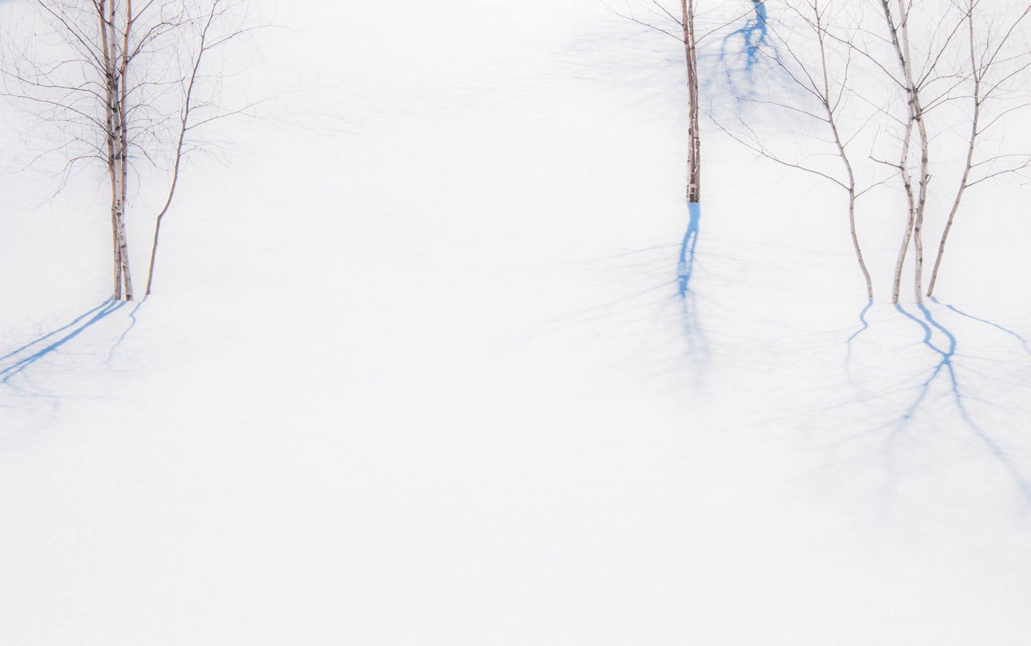 darling_snow_trees2.jpg