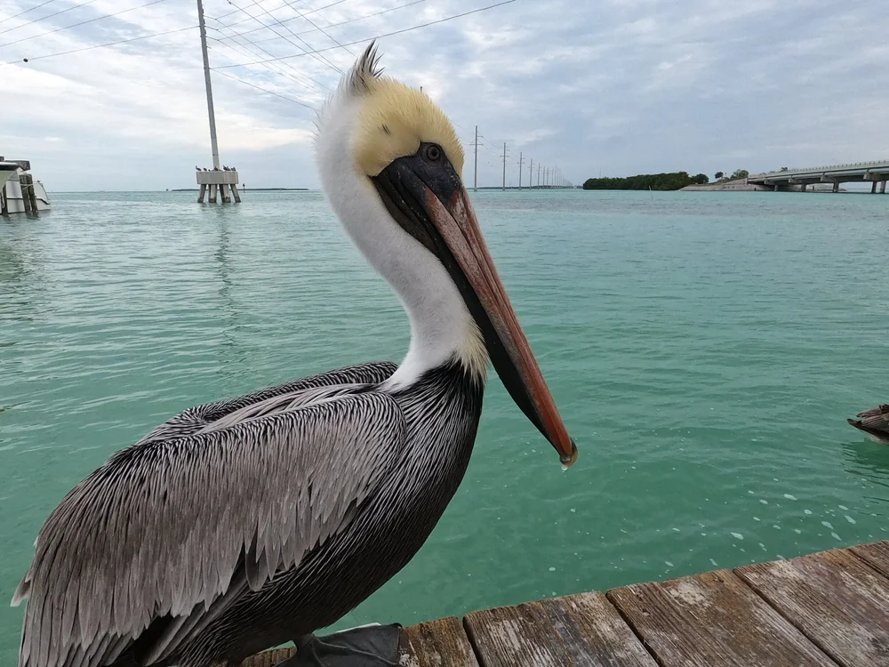 GOPR0980.JPG