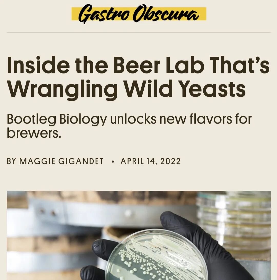 Go check out this awesome article in @atlasobscura @gastroobscura 
It was an honor to get to talk about being apart of the yeast bank program with Jeff and @bootlegbiology (thanks for the opportunity Jeff!)

And if you haven't already checked out Jef