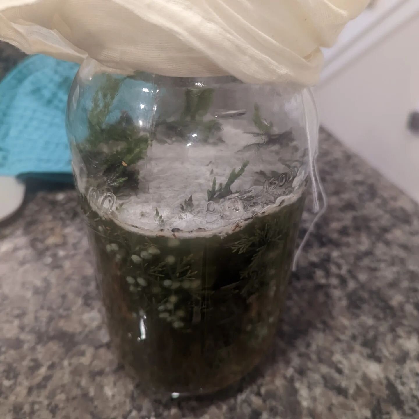 Doing another #xbeeriment ...
Caught some wild yeast off a tree that was growing some berries. Slowly building up a starter and then going to see if it is viable yeast !

#yeast #wild #livingart #craftbeer #njcraftbeer #science #wildlife #bacteria #b