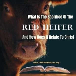 What Is The Sacrifice Of The Red Heifer And How Does It Relate To Christ