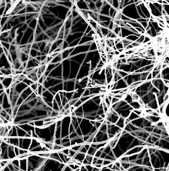 Carbon nanofibers