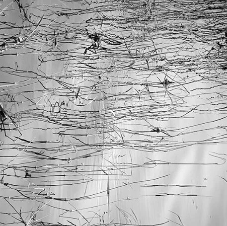 Reeds in water by @lorraineglessener1