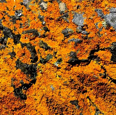 Lichen by @valhudsonart