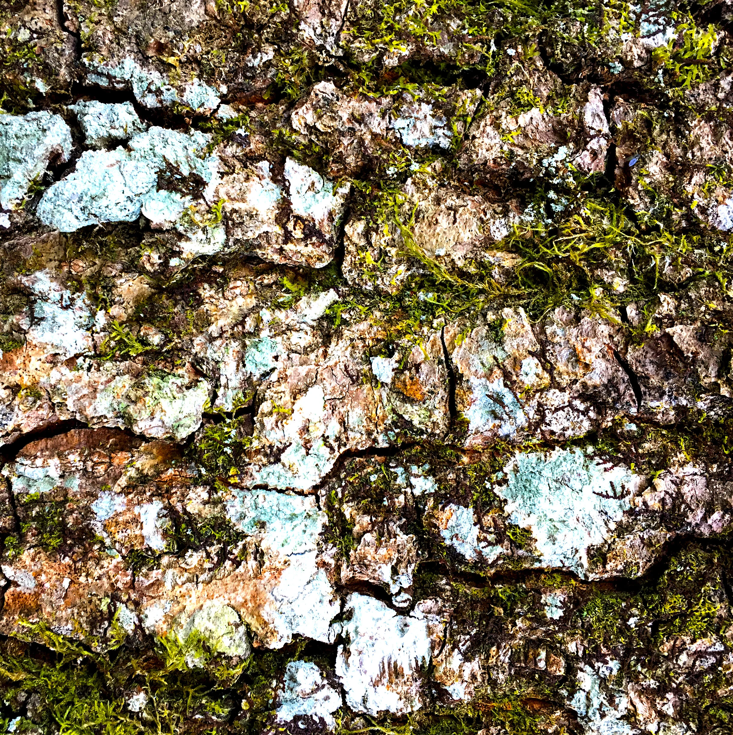 Lichen and moss on Dartmoor Bark