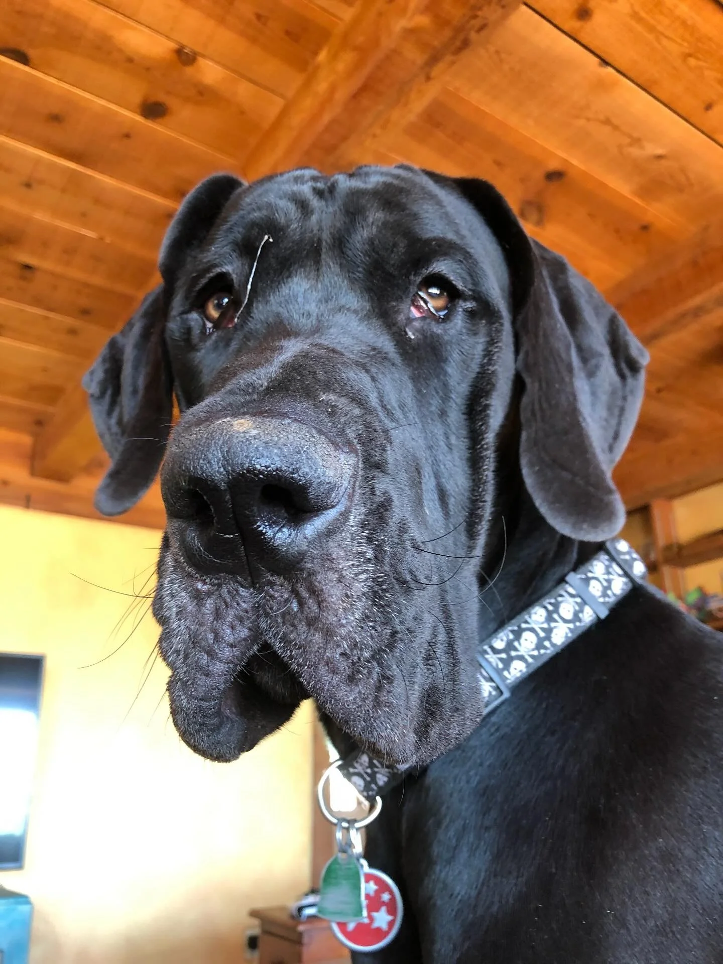 Sometimes living with gentle giants breaks our hearts. 💔 We don&rsquo;t get nearly enough time with them. 

Sirius 8/14/25