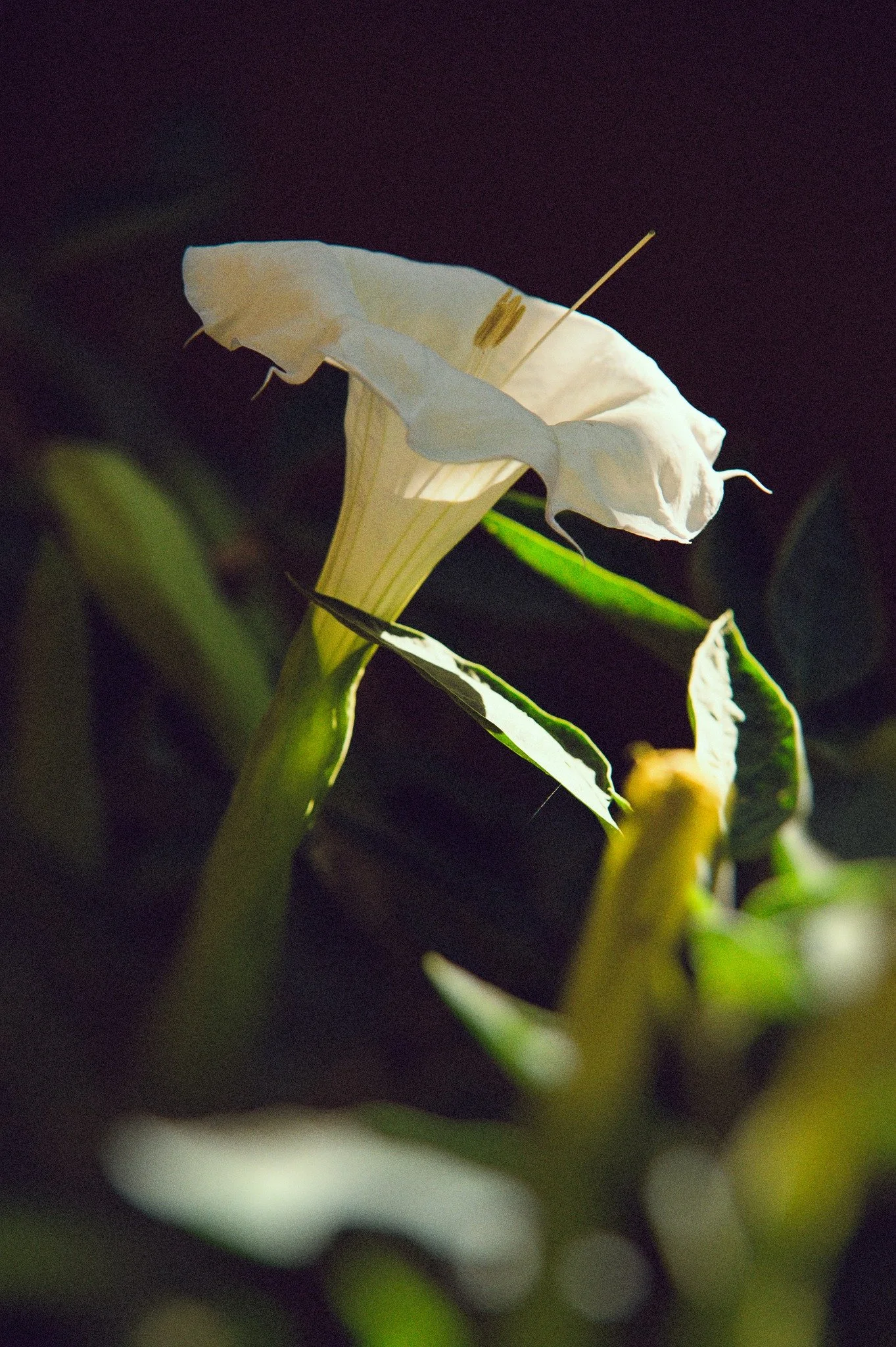 Some people know that I'm also a photographer. When I was a kid I always had a camera on me at school field trips and  I took photo classes where we developed our own film. In art school I had a camera all the time at parties and just hanging out in 