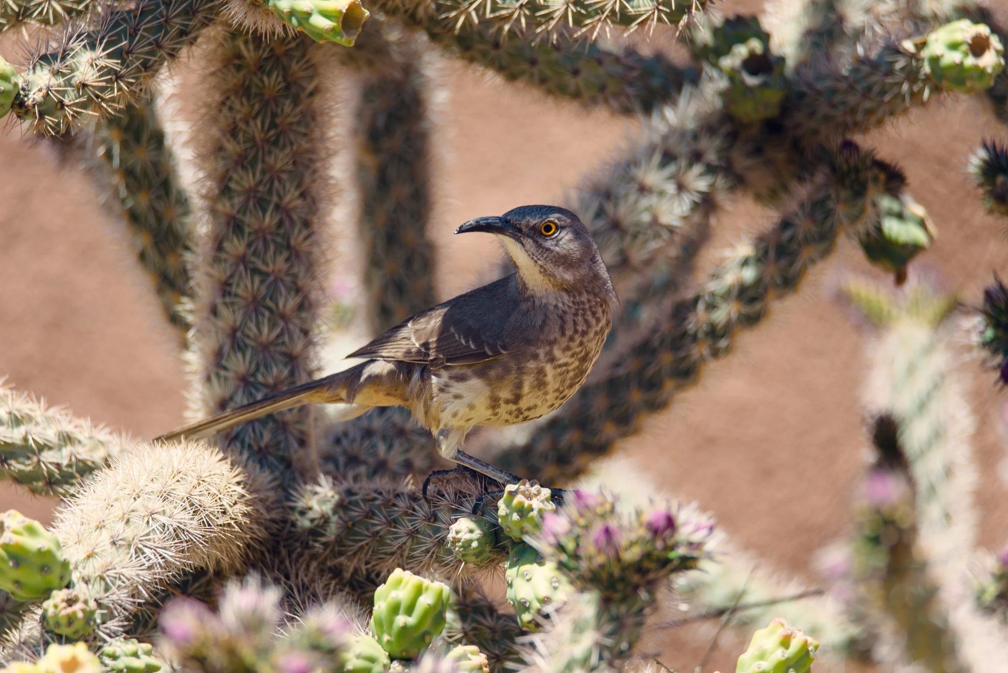 Happy Earth Day! Here are a bunch of photos I've taken at my favorite place. Earth...