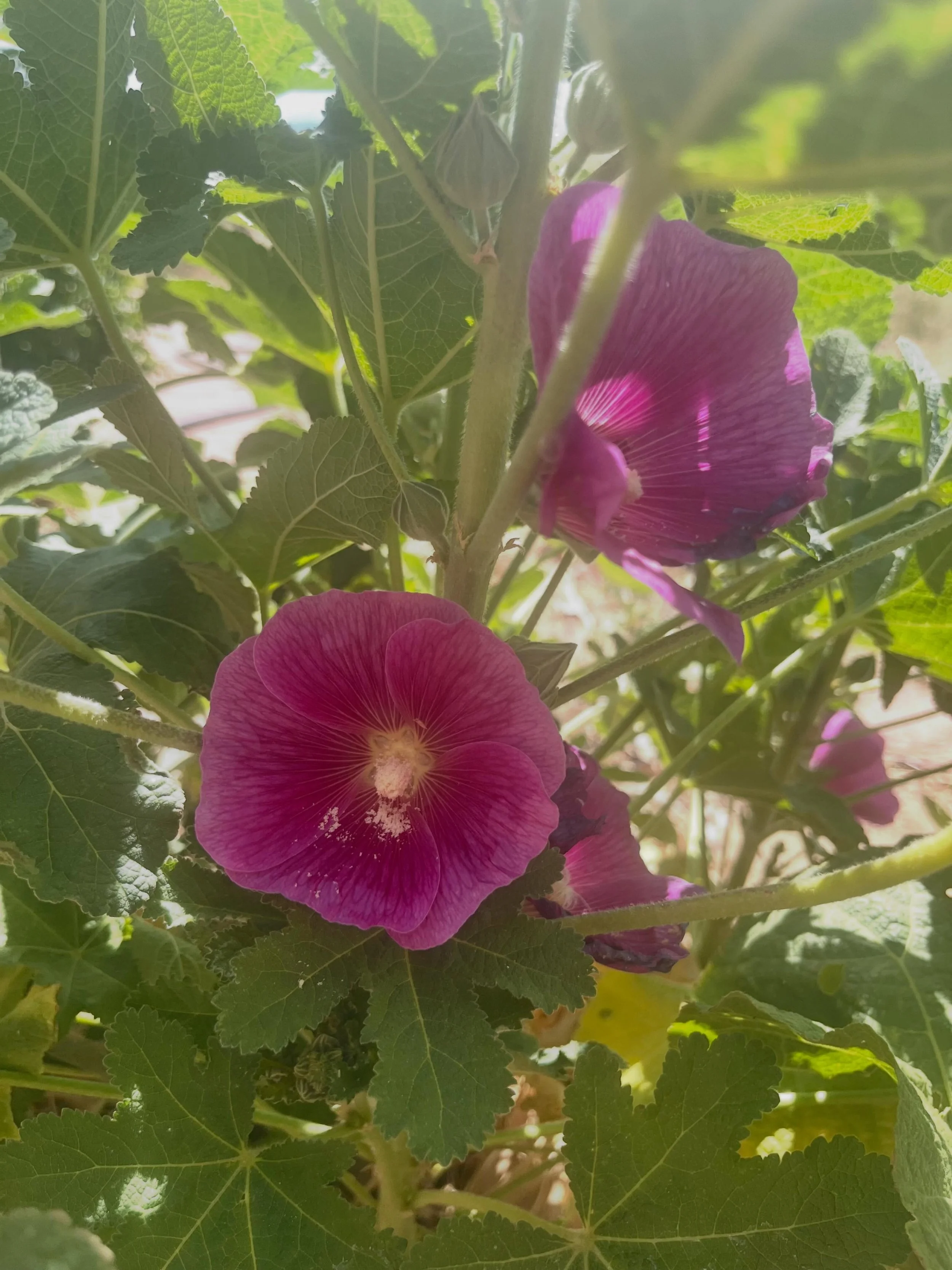 Please enjoy this hollyhock from my yard so I can post something. 

I haven&rsquo;t been very productive because&hellip;.I broke my finger. 🫠 Womp womp So I&rsquo;ve been wearing a splint and it gets in the way of all the things. 

I still have to w