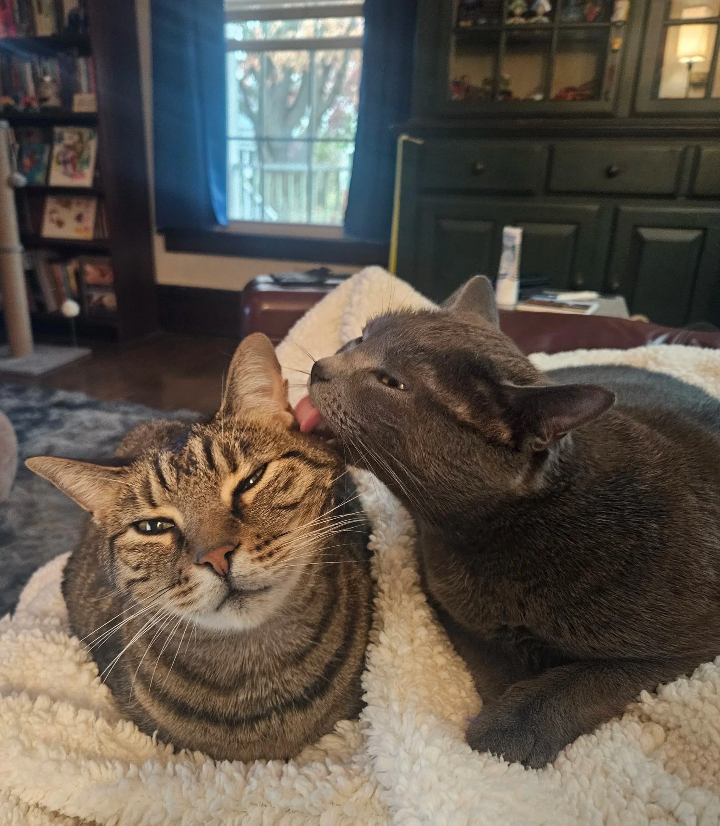 Two cats, one tabby and one gray, cuddle on a soft white blanket; the gray cat licks the tabby's head in a cozy home setting.