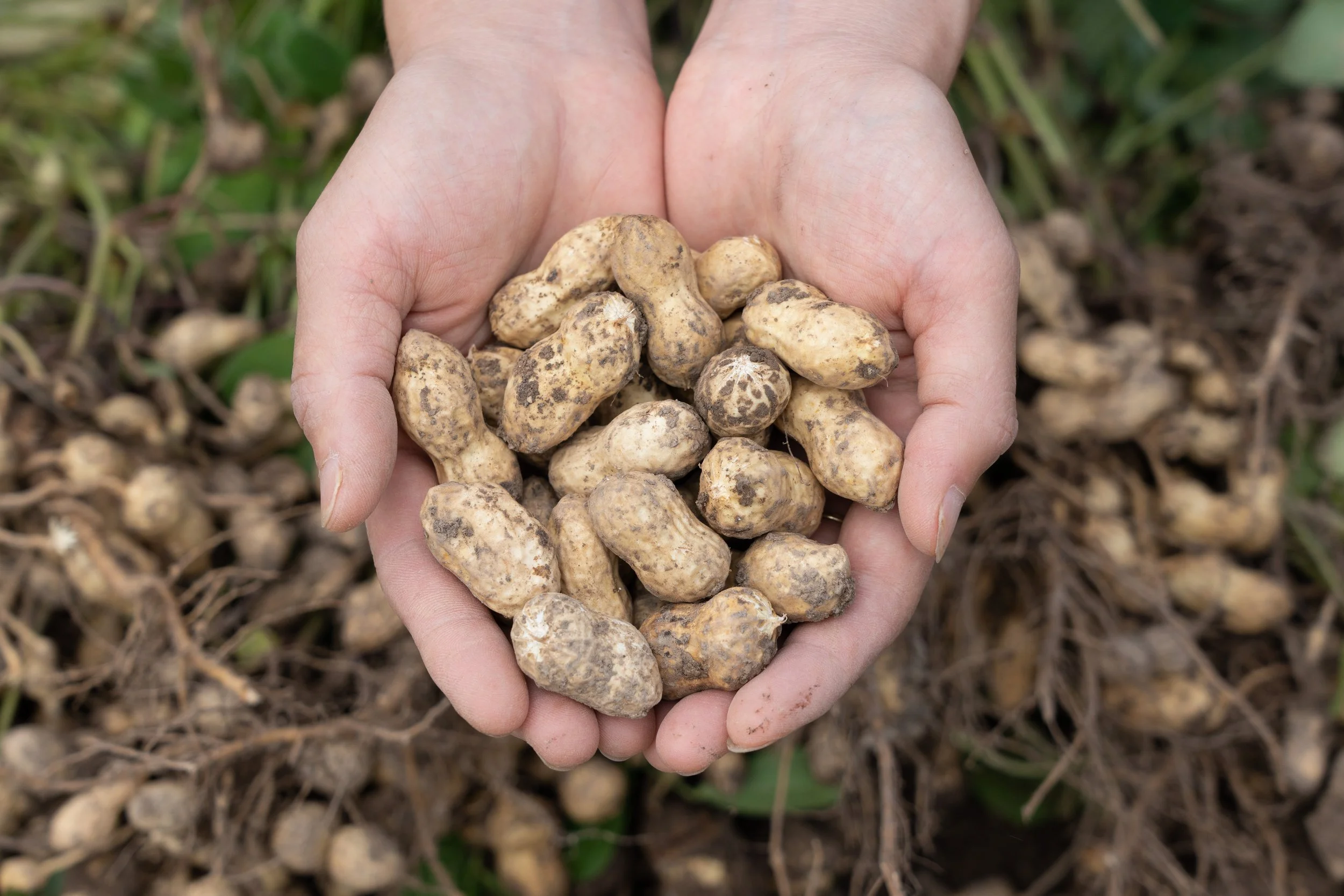 Revolutionizing Peanut Breeding: QSorter's Impact on Precision and Efficiency